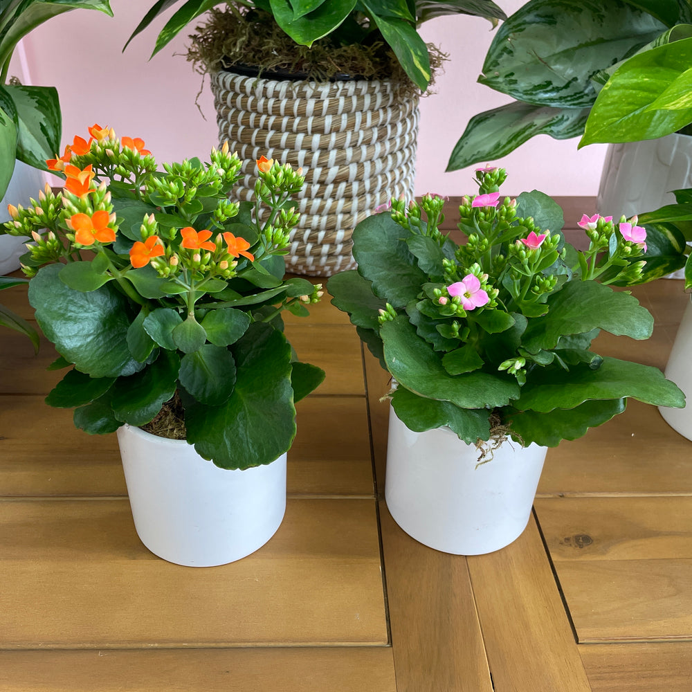 Kalanchoe in a 4in Vase