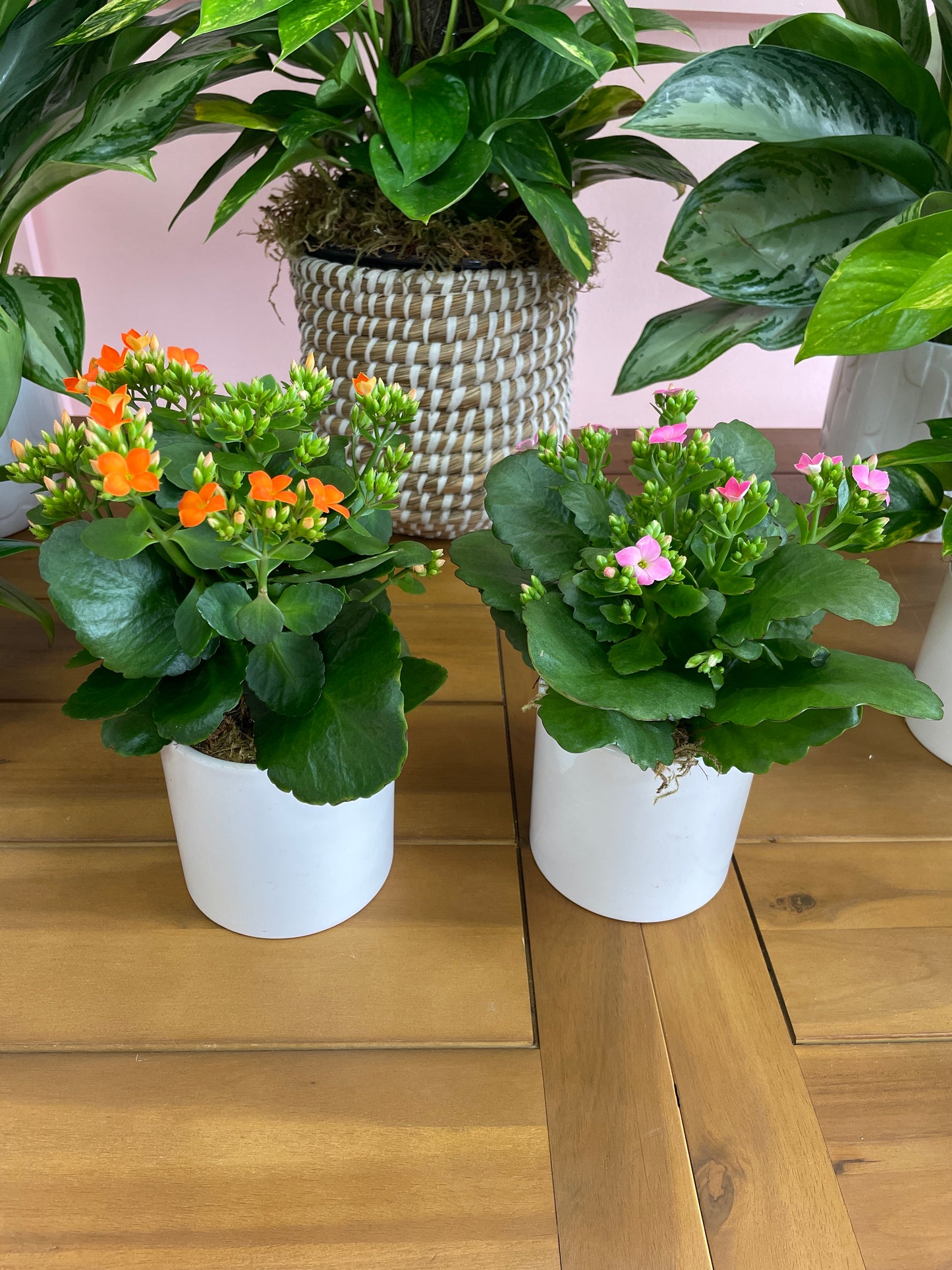 Kalanchoe in a 4in Vase