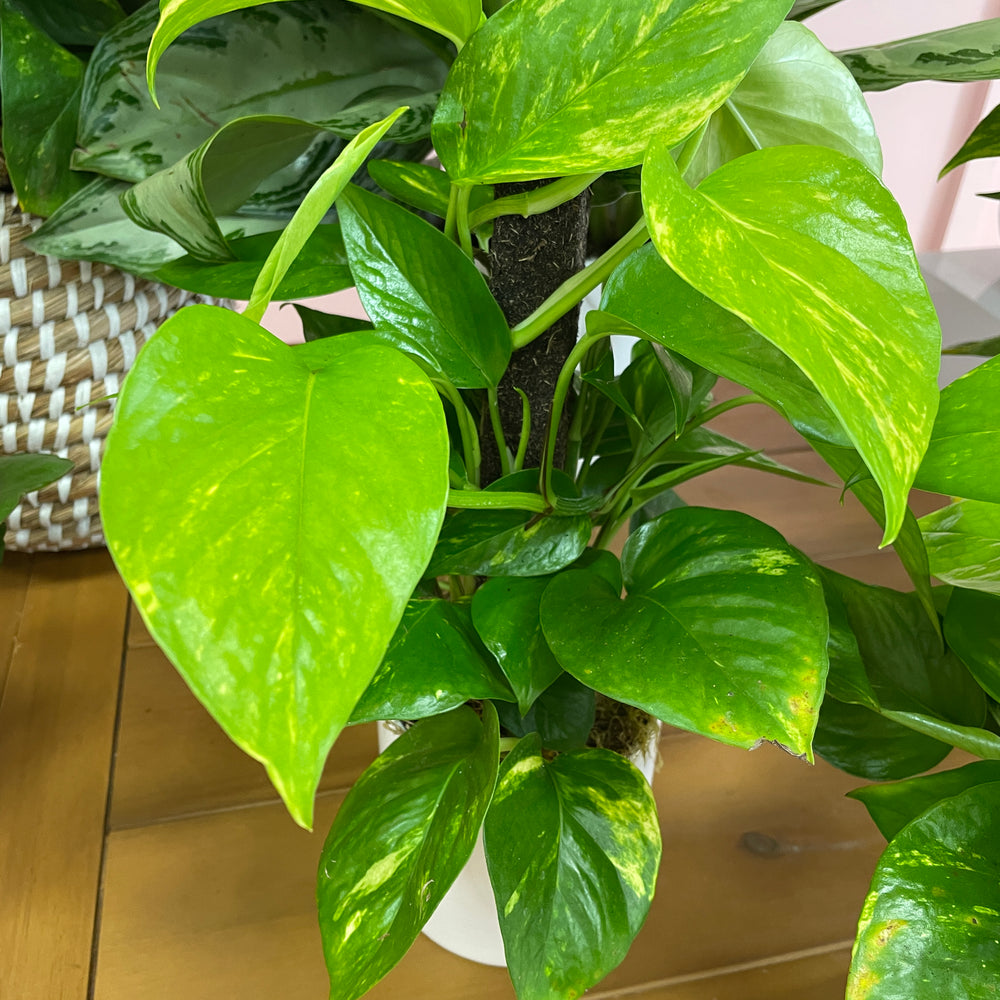 
                  
                    Climbing Pothos in 4in Pot
                  
                