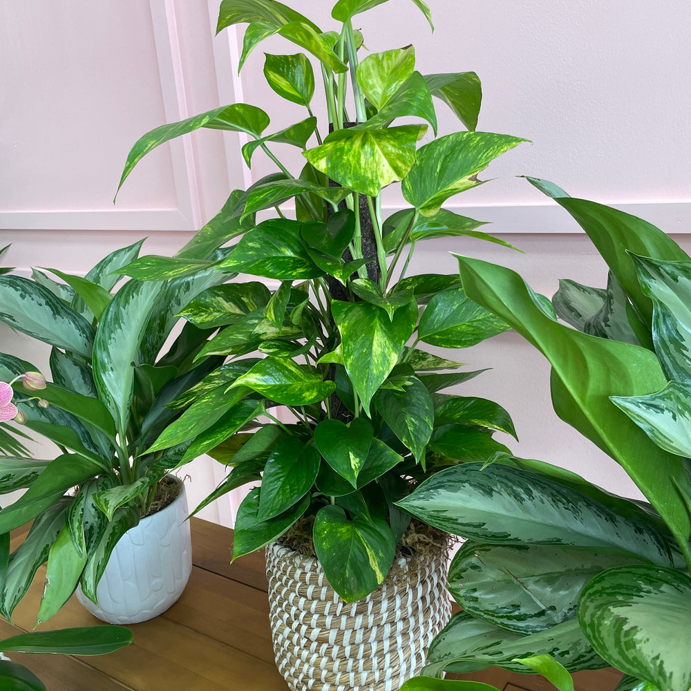 Climbing Pothos in a 10in Basket