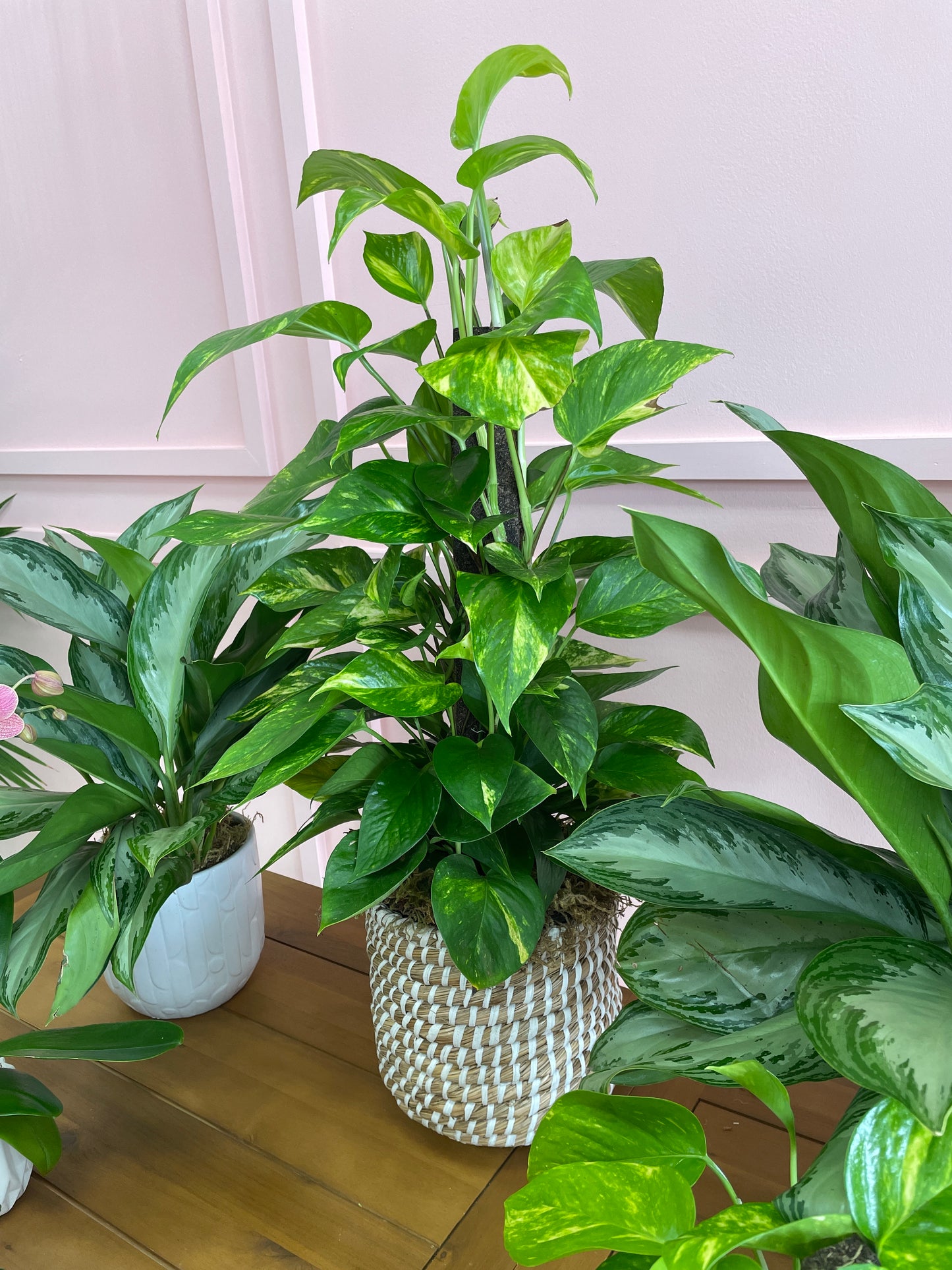 Climbing Pothos in a 10in Basket