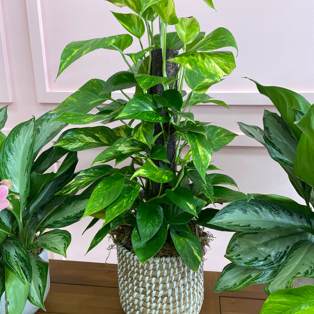 Climbing Pothos in a 10in Basket