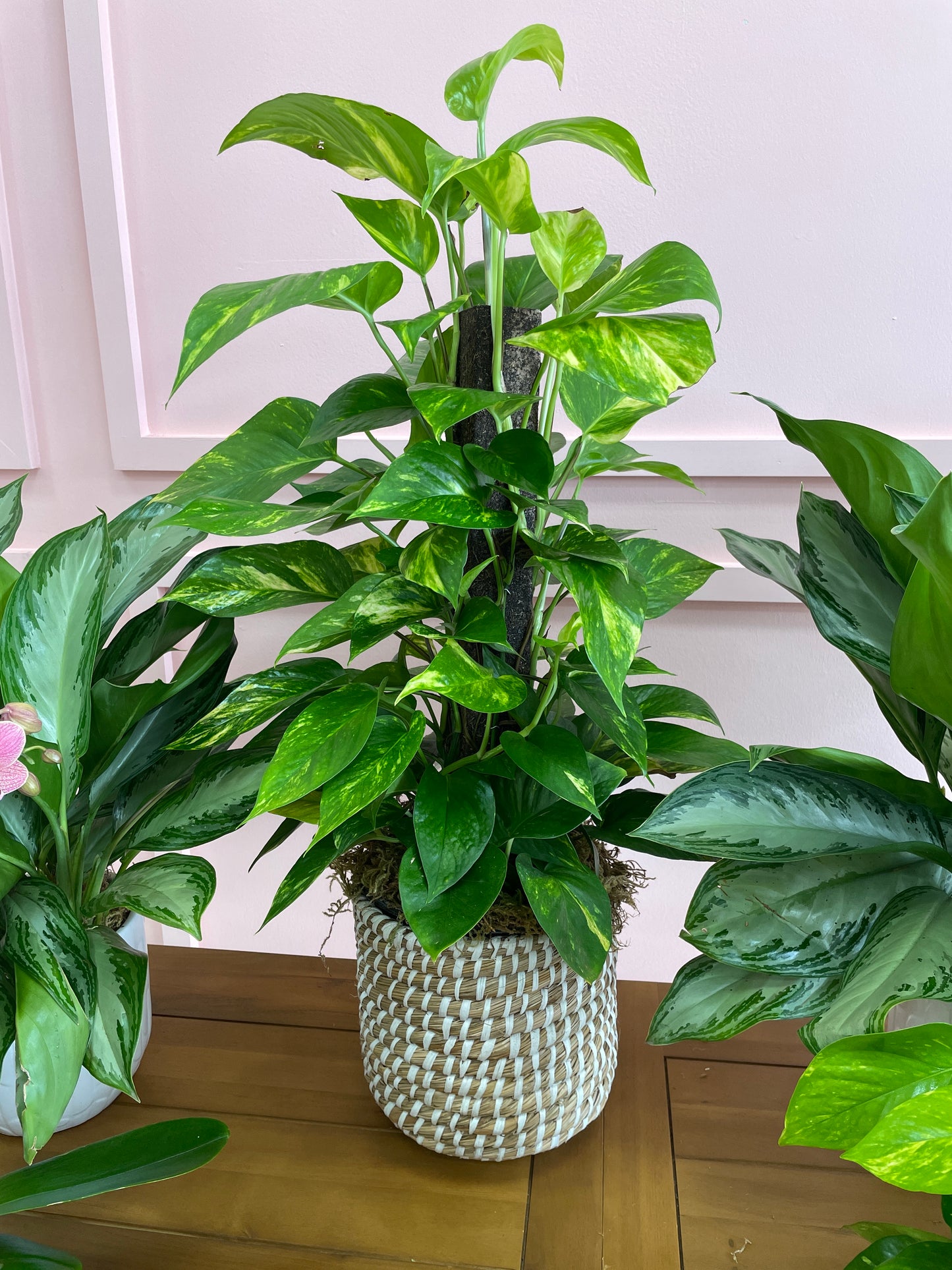 Climbing Pothos in a 10in Basket