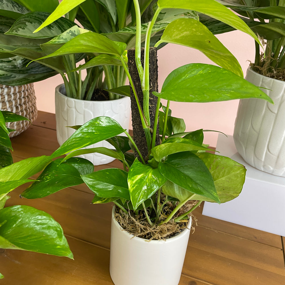 Climbing Pothos in 4in Pot