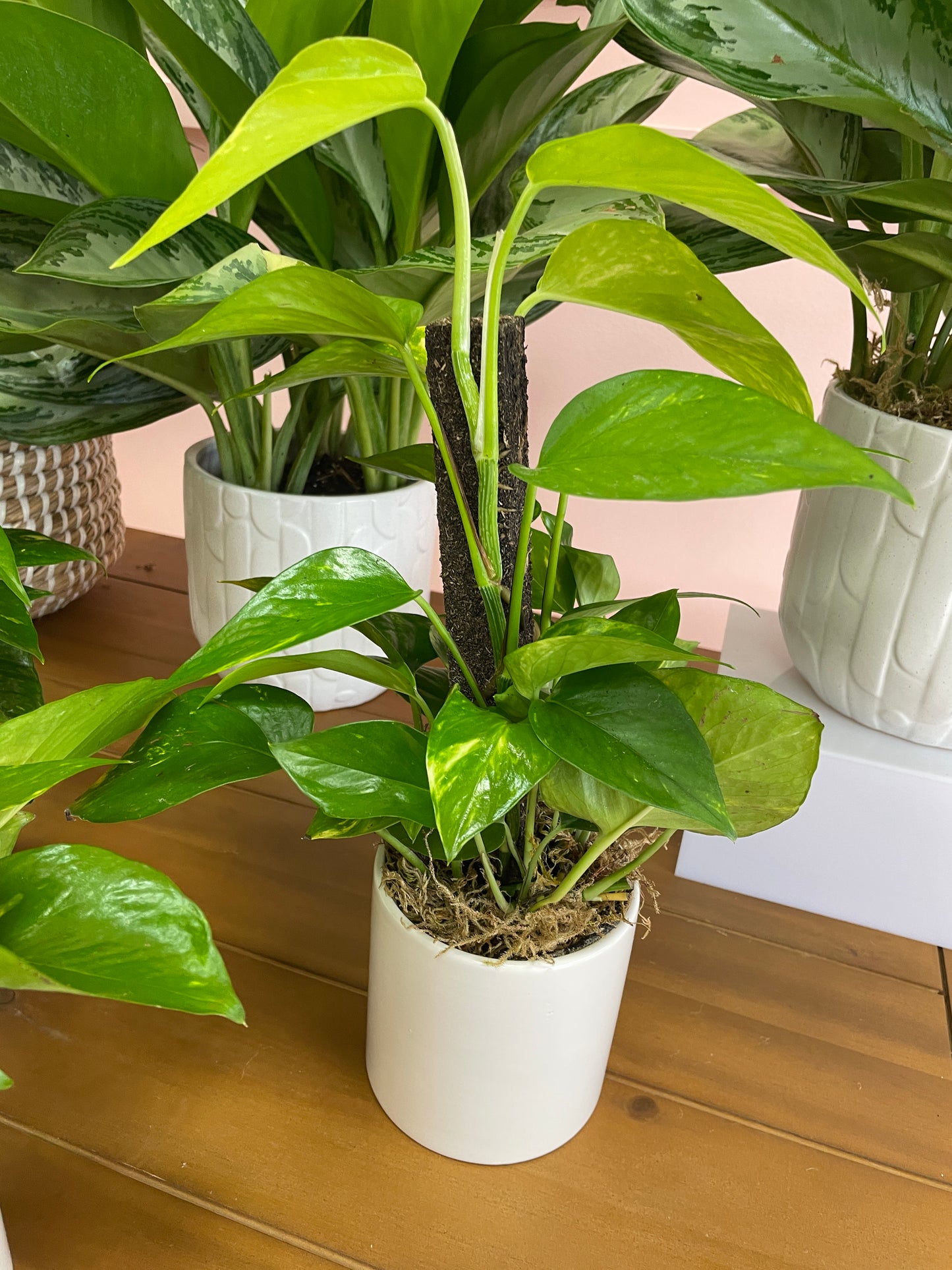 Climbing Pothos in 4in Pot