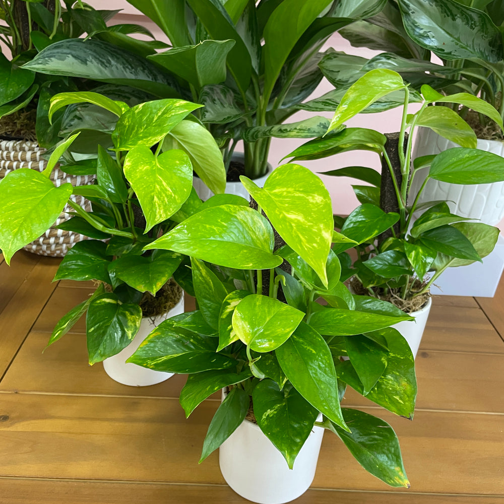 Climbing Pothos in 4in Pot