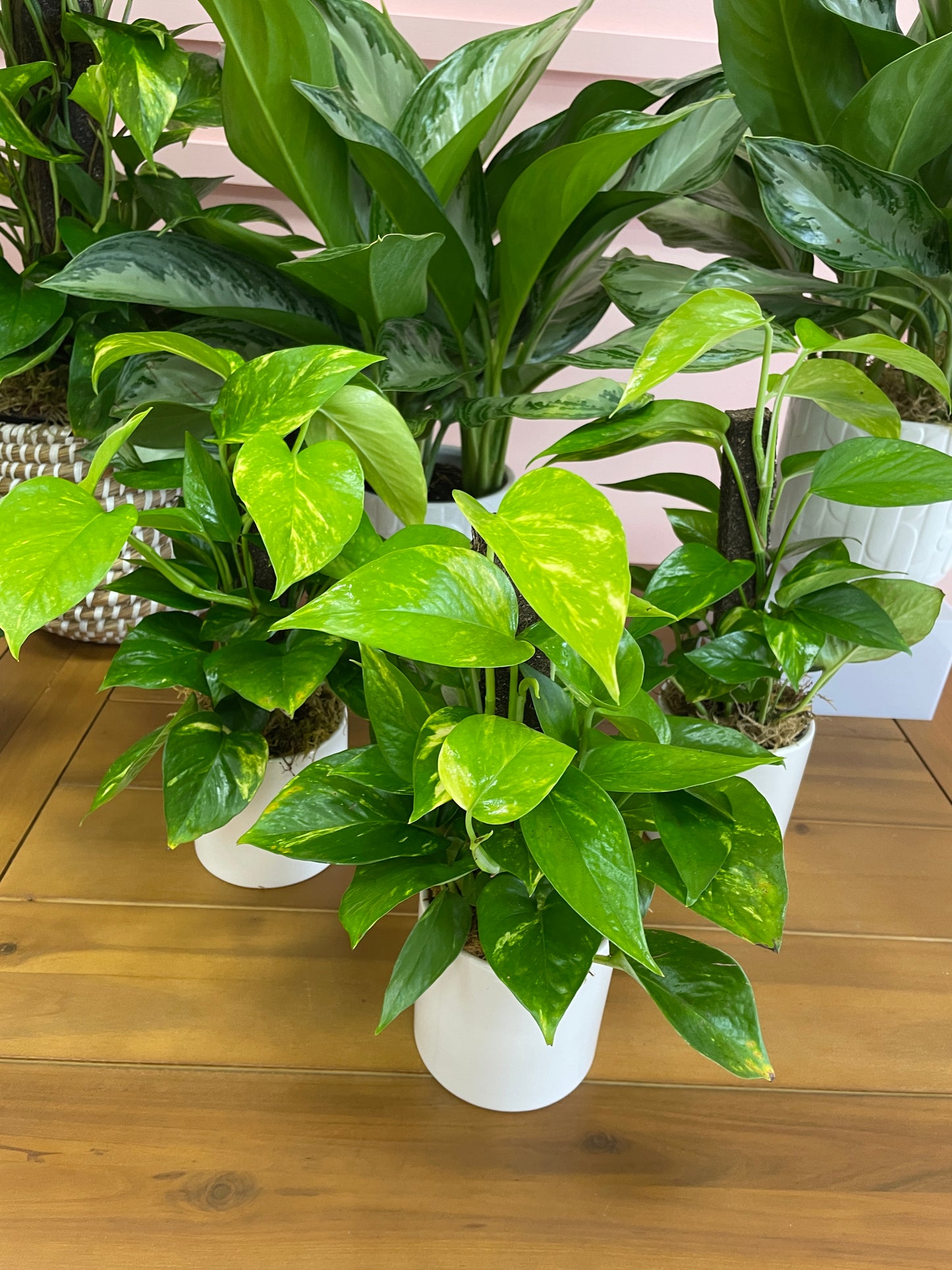 Climbing Pothos in 4in Pot