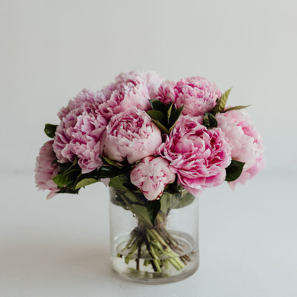 
                      
                        PEONY | PEONIES
                      
                    