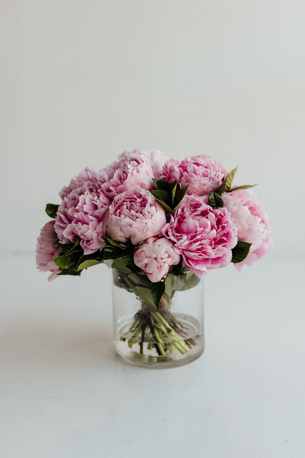 PEONY | PEONIES