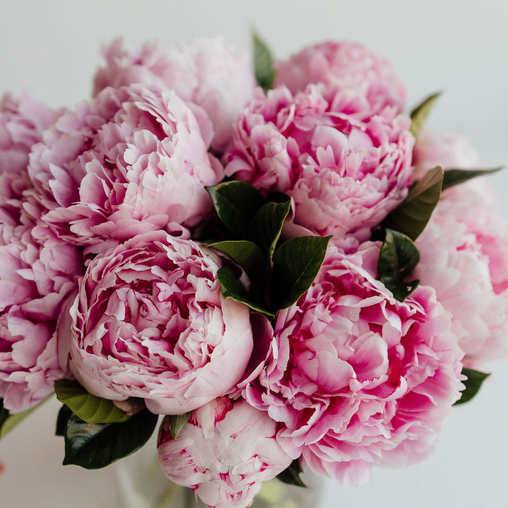 PEONY | PEONIES