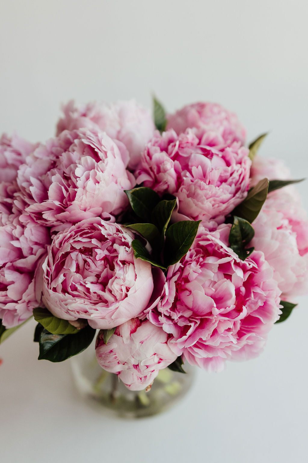 PEONY | PEONIES