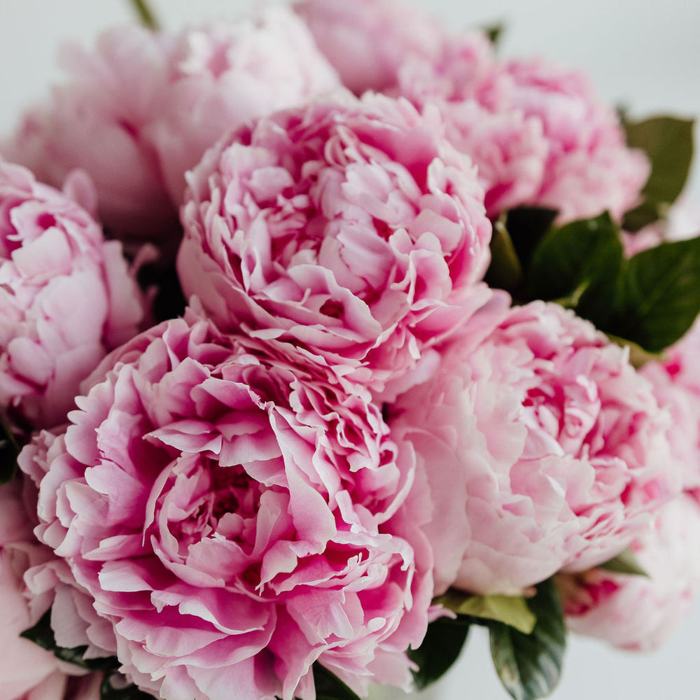 
                      
                        PEONY | PEONIES
                      
                    