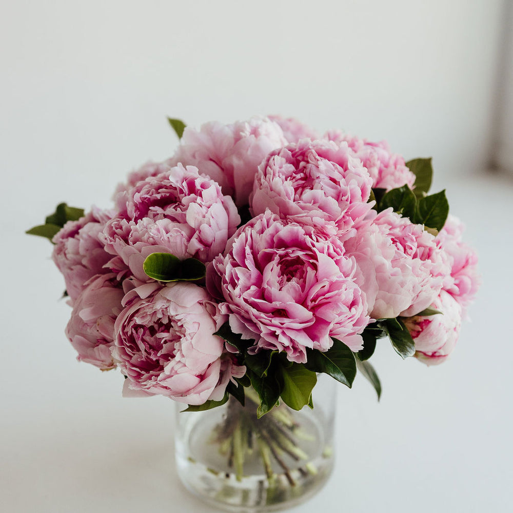 
                      
                        PEONY | PEONIES
                      
                    