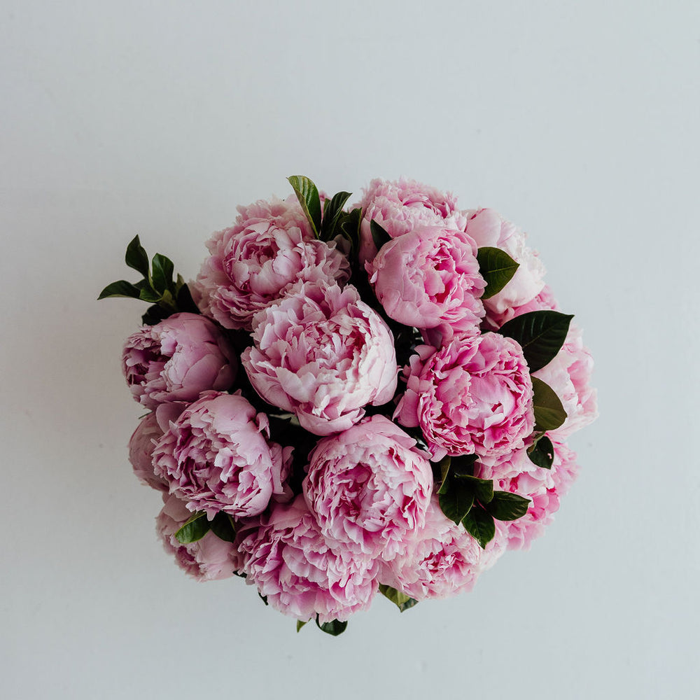 
                      
                        PEONY | PEONIES
                      
                    