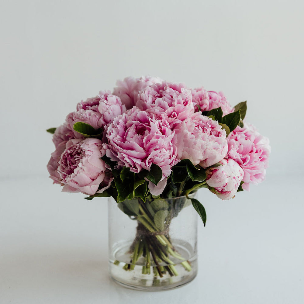 
                      
                        PEONY | PEONIES
                      
                    