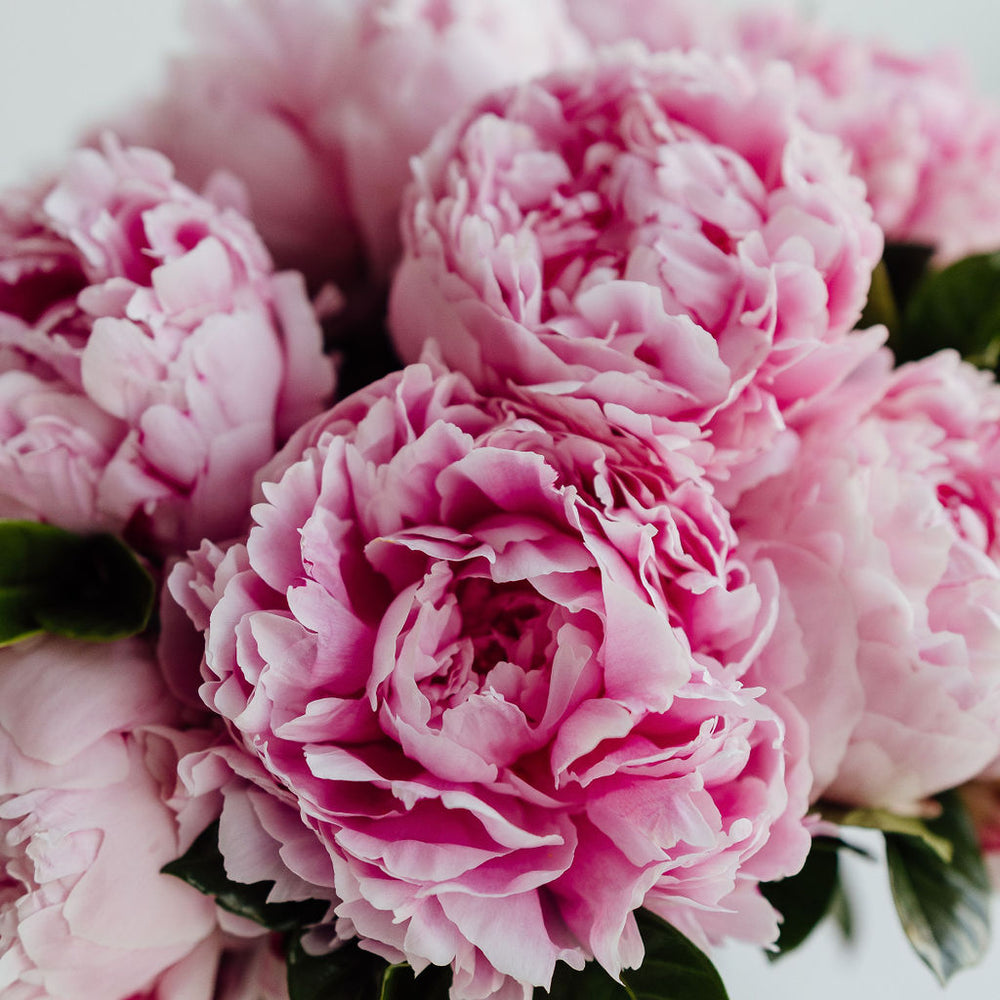 
                      
                        PEONY | PEONIES
                      
                    