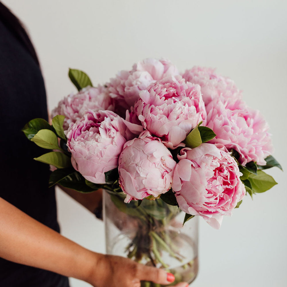 
                      
                        PEONY | PEONIES
                      
                    