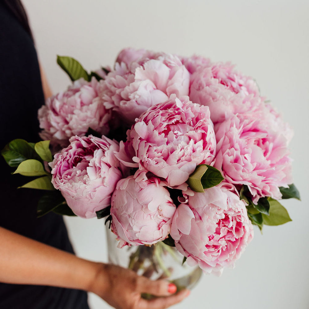 
                      
                        PEONY | PEONIES
                      
                    