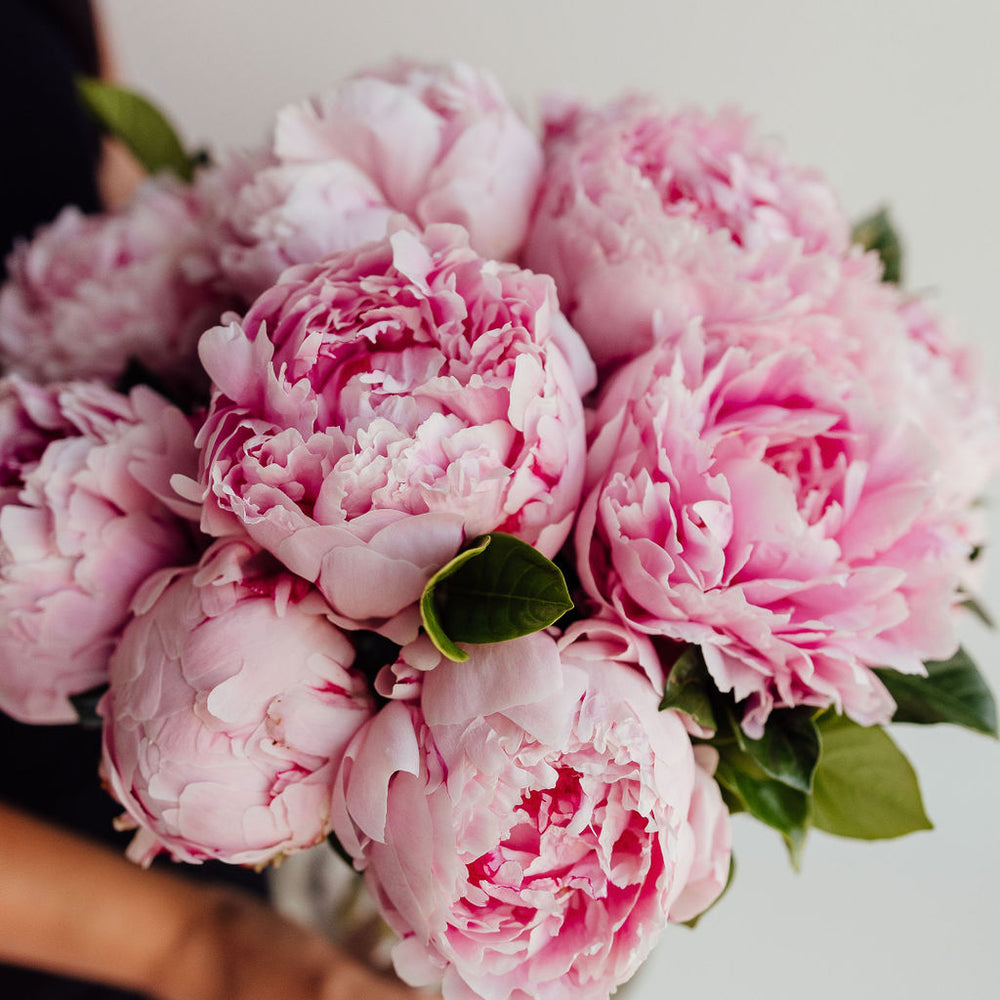 
                      
                        PEONY | PEONIES
                      
                    