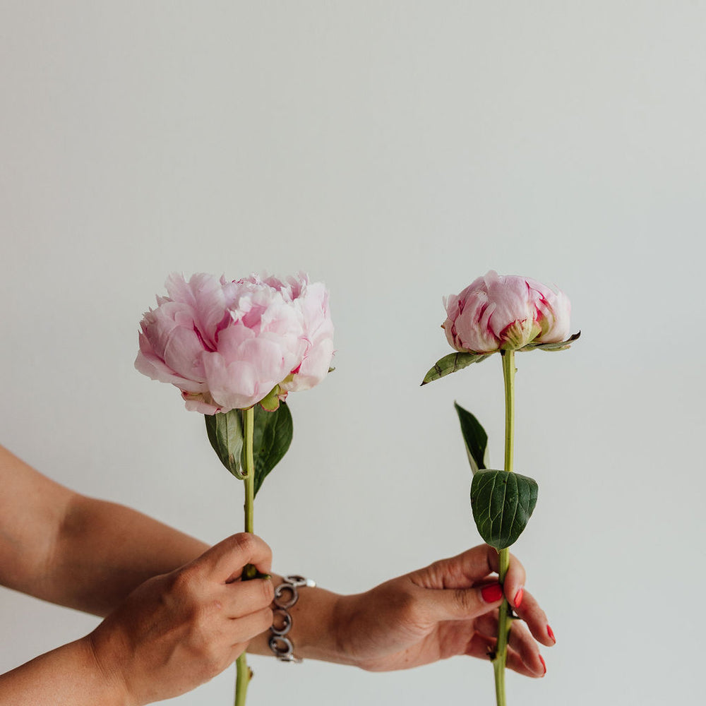 
                      
                        PEONY | PEONIES
                      
                    