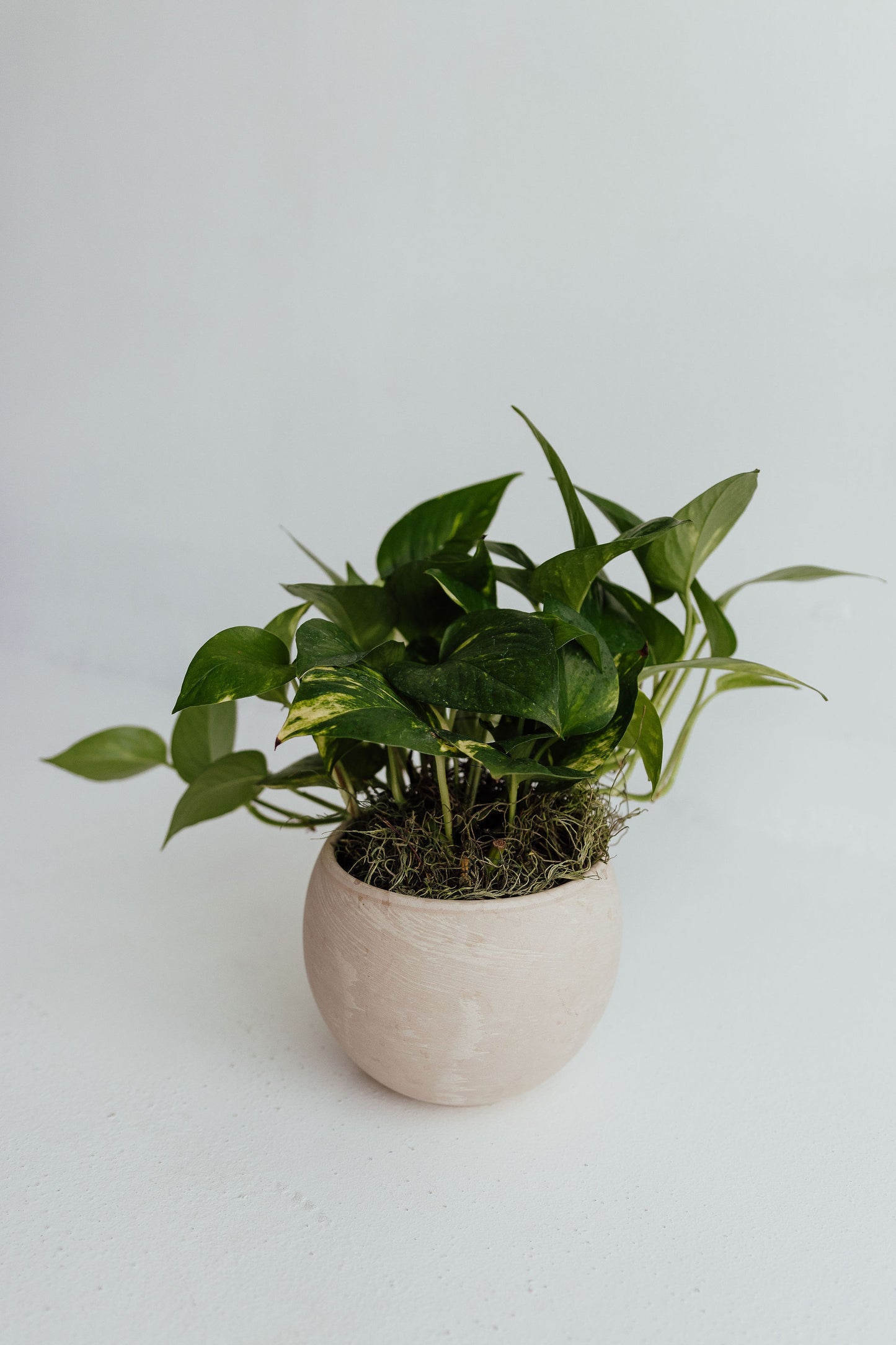 The Purifier - Pothos Plant