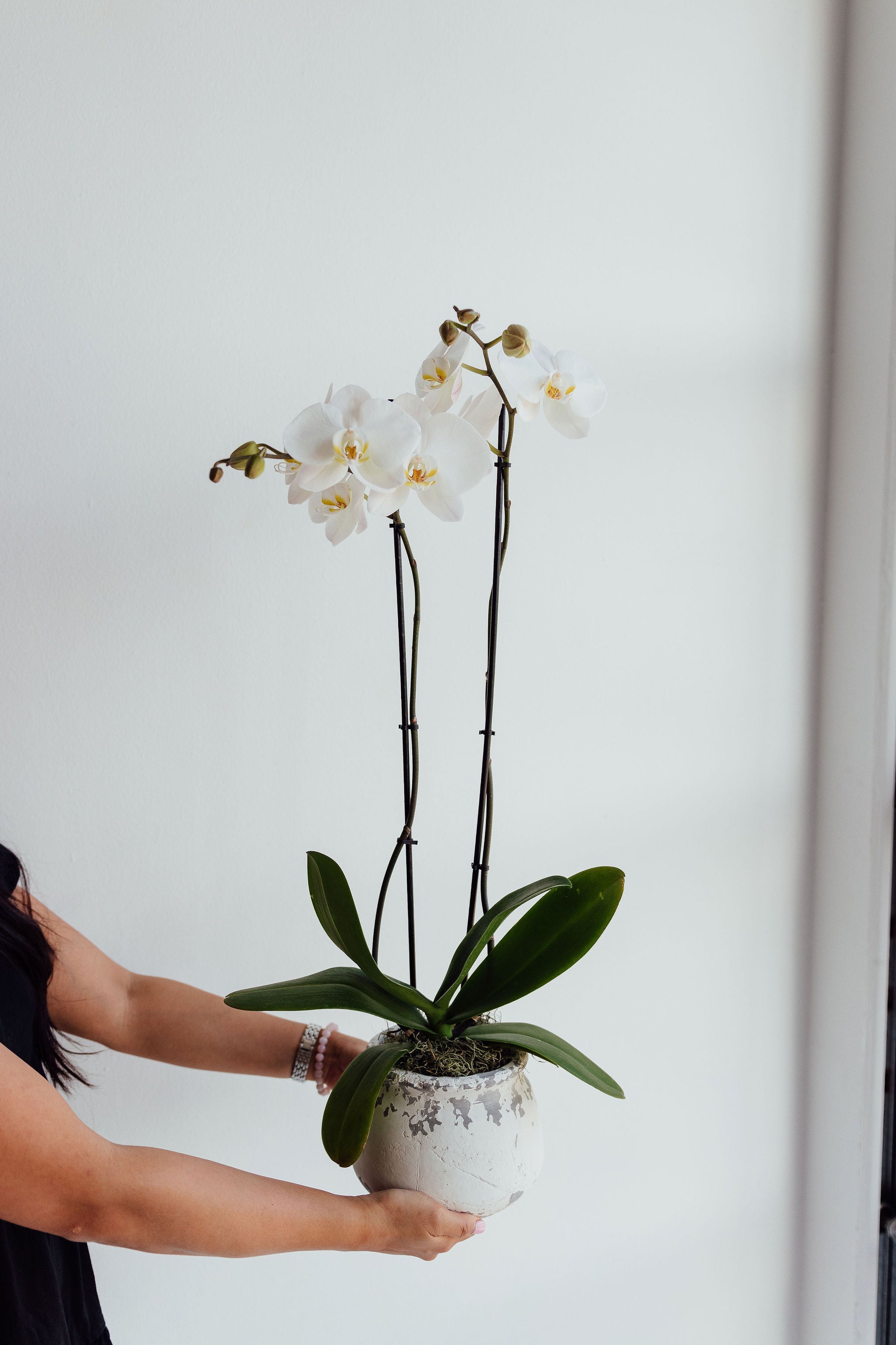 The Elegance - Orchid Plant